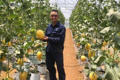 Dưa lưới - Cây trồng triển vọng ở Ia Phí
