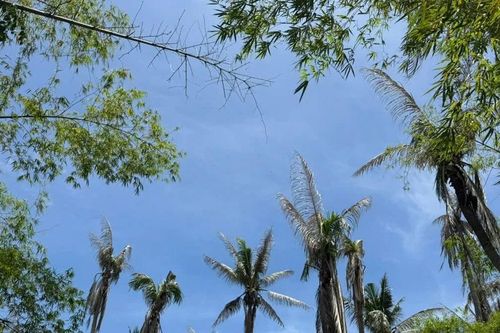 Tập trung xử lý sâu đầu đen gây hại dừa