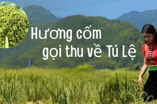 Hương cốm gọi thu về Tú Lệ