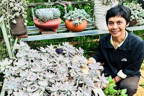 Người nhân giống sen đá làm thực phẩm