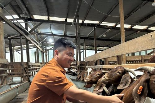 Nông dân 9X liên kết nuôi dê Boer