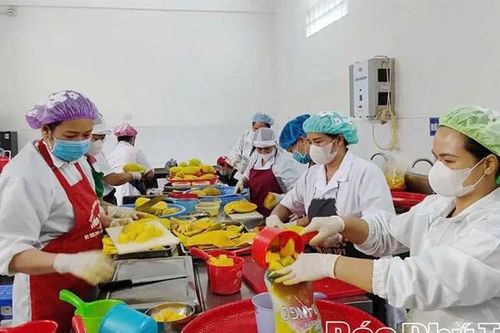 Sẵn sàng xuất khẩu xoài cấp đông
