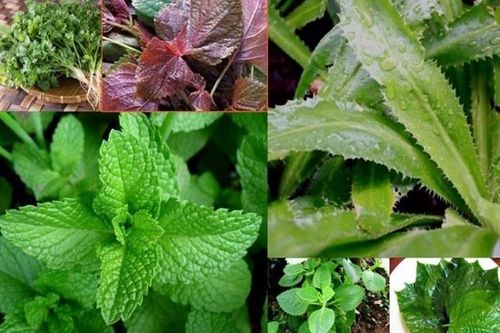 6 loại rau thơm tốt cho sức khỏe nên ăn thường xuyên