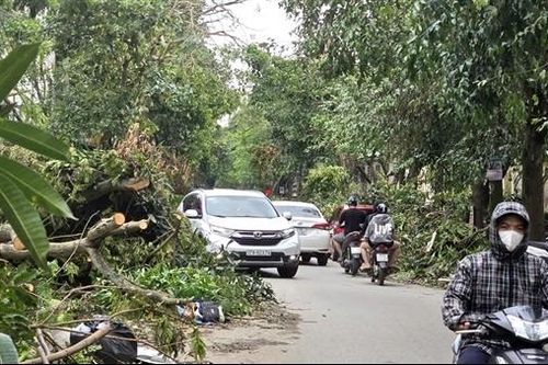 Nghệ An: Một tuần sau bão số 5, ô tô, xe máy vẫn phải len lỏi lách qua hàng ngàn cây xanh gãy đổ trên đường phố