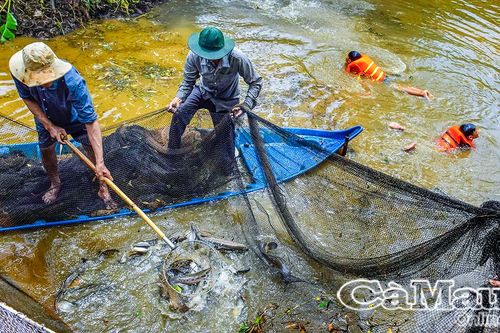 Nguồn lợi cá đồng dần khôi phục