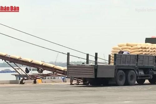 Giá gạo Việt Nam lên mức cao nhất trong tám tháng