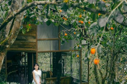 'Săn' mùa hồng chín Đà Lạt, ngắm vườn đỏ rực và tận hưởng cao nguyên