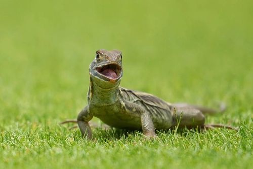 Những 'cổ động viên đặc biệt' trên sân golf