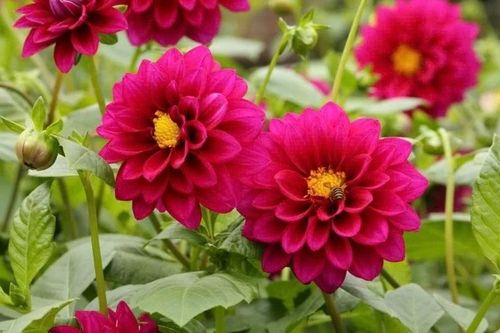 6 loại hoa màu đỏ 'gọi tiền bạc' vào nhà