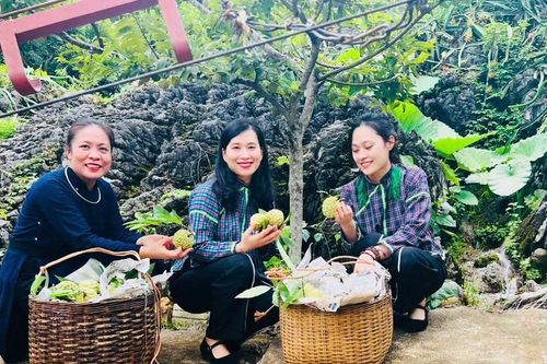 Hái 'vàng' trên dãy Cai Kinh