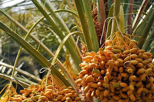 Bí mật của loại quả cắn dọc thì ngọt, cắn ngang thì chát