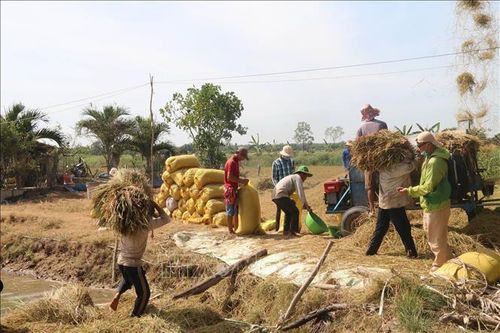 Tái cơ cấu sản xuất giúp cù lao Tân Phú Đông, Đồng Tháp khởi sắc