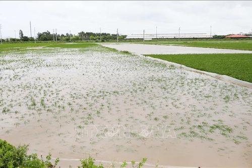 Bắc Bộ và Bắc Trung Bộ: Gần 31.200 ha cây trồng bị ngập úng
