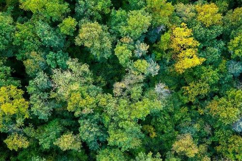 Việt Nam chuyển nhượng 1 triệu tấn carbon giảm thải cho Ngân hàng Thế giới