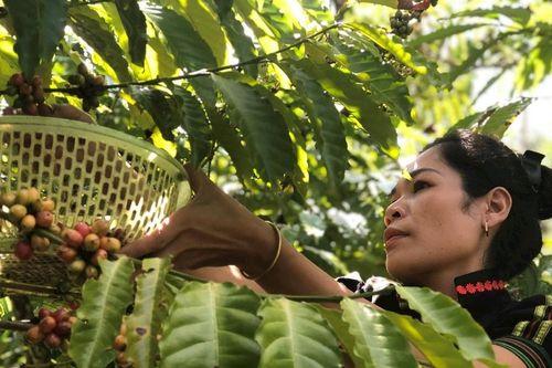 Nông dân Lâm Ðồng hướng tới sản xuất xanh