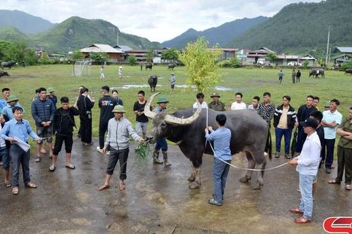 Thi 'Hoàng tử trâu' ở Ngọc Chiến