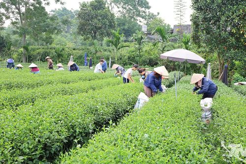 Xây dựng nông thôn mới gắn với chuyển đổi số
