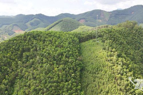 Kinh tế rừng - Trụ cột xanh
