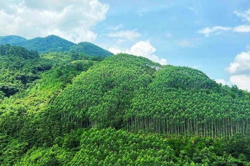 Việt Nam chuyển nhượng 1 triệu tấn tín chỉ carbon cho IBRD