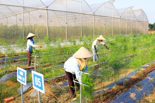 Xây dựng vùng nguyên liệu: Nền tảng cho công nghiệp chế biến và xuất khẩu