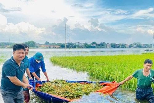 Phường Tùng Thiện giúp dân gặt lúa chạy ngập úng