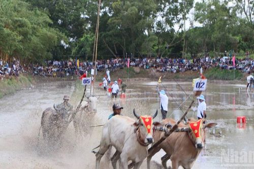 Hào hứng Hội đua bò truyền thống Chùa Rô