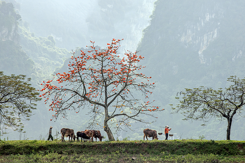 Giữ lấy nếp làng