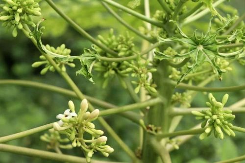 Những người cần tránh dùng hoa đu đủ đực
