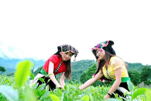 'Sống ảo' ở đồi chè Tân Uyên