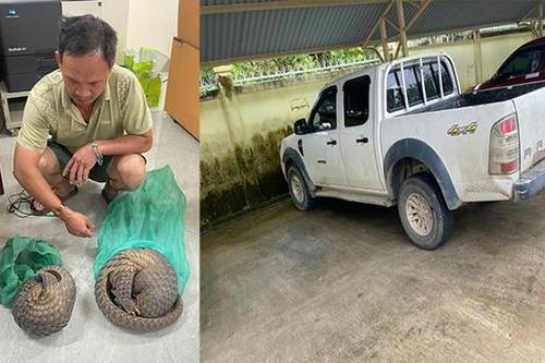 Tạm giữ đối tượng vận chuyển cá thể tê tê đi bán kiếm lời