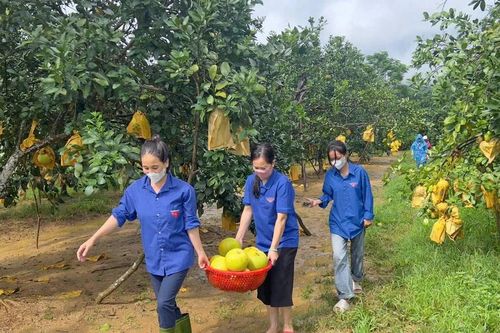 Thanh niên, công an hỗ trợ người dân thu hoạch bưởi đặc sản bị ngập lũ