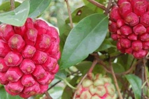 Loại quả mọc dại ở Việt Nam ít người biết, sang nước ngoài giá gần 600.000 đồng/kg
