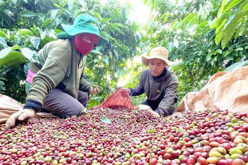 Ðịnh vị cà phê đặc sản Gia Lai