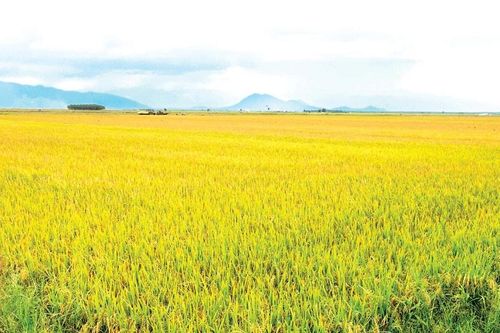 Vàng thơm ở vựa lúa Lâm Đồng