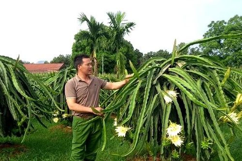 Cây thanh long đổi đời ở An Nghĩa