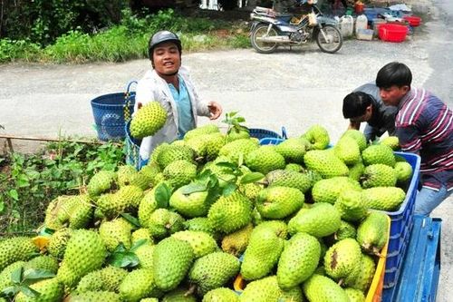 'Vùng đất vàng' của nông nghiệp hàng hóa
