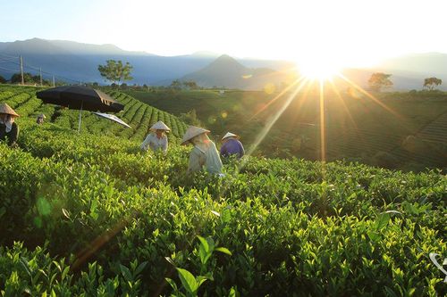 Sớm mai trên những đồi chè