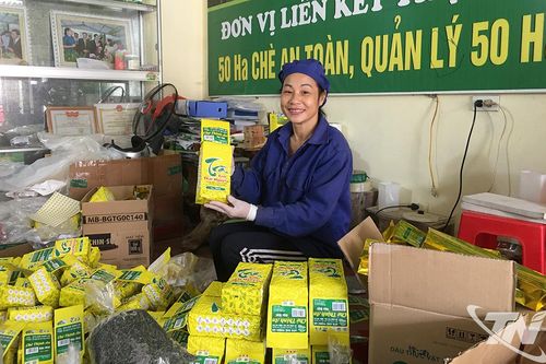 Phát triển chè đặc sản - Dư địa còn nhiều