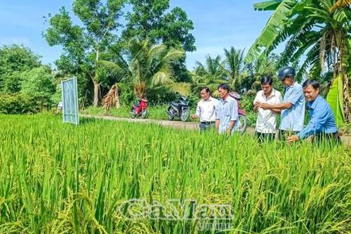 Nông dân phấn khởi với mô hình lúa phát thải thấp