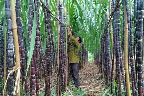 Siết đường nhập lậu khi 'ngành mía đường gặp khó, hàng tồn kho chất đống'