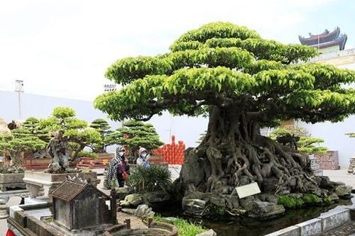 Ngắm cây cảnh nghệ thuật trong không gian đậm chất làng quê