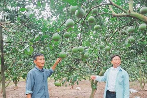 Nông nghiệp Hà Nội - 80 năm vươn mình mạnh mẽ