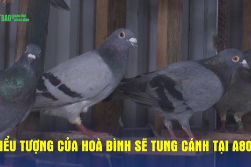 Biểu tượng của hòa bình sẽ tung cánh tại A80