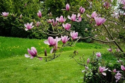 3 cây trồng trong sân 'kéo vàng ngọc' cho gia chủ