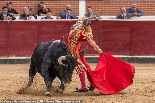 Nữ đấu sĩ 23 tuổi gây bất ngờ ở Madrid vì kỹ năng hạ bò tót