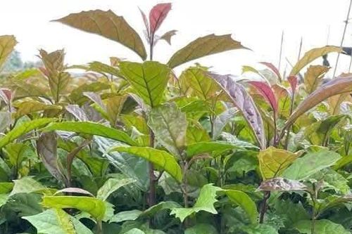 7 tác dụng và 3 lưu ý quan trọng khi dùng lá xạ đen