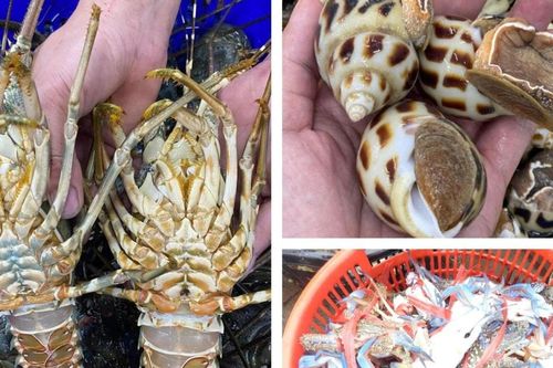Hải sản tăng giá, đắt hàng dịp lễ, ngư dân Nghệ An phấn khởi vươn khơi