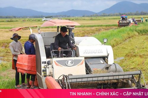 Nông dân Hà Tĩnh 'gác lễ', xuống đồng thu hoạch lúa hè thu