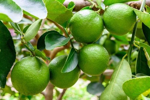 Loại lá quen thuộc mọc sau hè ở Việt Nam, qua nước ngoài bán 7 triệu/ký vẫn cháy hàng