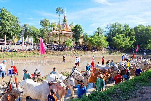 Về chùa Rô xem hội đua bò